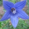 botany&qinghua (37)