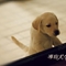 导盲犬小Q