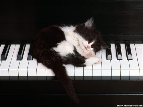 Black White Cat