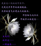 新