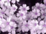 繁花