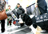 搜爆犬