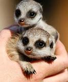 baby-meerkats-19428-1235148212-0