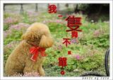 我一隻狗不孤單