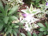 IMG0661A_jpg%5B1%5D