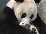 舔 犊 情 深18
