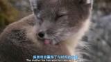 冰河大消融