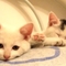 我的猫