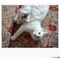 老白与黑皮写真9