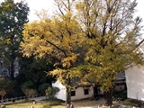 银杏树
