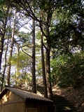 林中的小屋