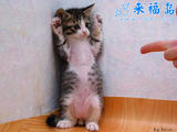 猫猫