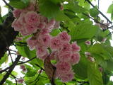 DSCN4198