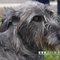 爱尔兰猎狼犬