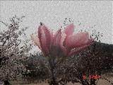 破碎之花