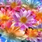 WidthFlower_1001