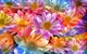 WidthFlower_1001
