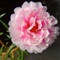 DSCF1711