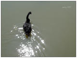 DSC00443
