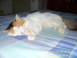 乖乖的点点