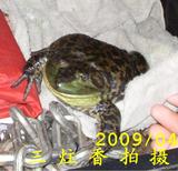 蛙