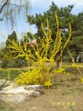 花枝俏