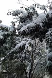 09第一场雪