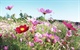 5-cosmos-photos--comsmos-flowrs-wallpaper-1440x900_size_800x500