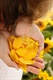 Petals-sunflower-woman-hands