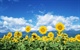 22-sunflower-photo--sunflowers-sunny-day,-colose-up-photo_size_800x500