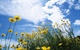 21-daisy-flowers-under-sky--wild-daisy-flower-photos_size_800x500