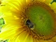 sun-flower_3357_high