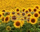 0200-0602-2520-2659_field_sunflowers_ready_for_harvesting