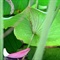 我拍荷