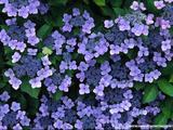 [wallcoo]_hydrangea_picture_2004
