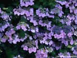 [wallcoo]_hydrangea_picture_EZ088