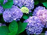 [wallcoo]_hydrangea_picture_162973a