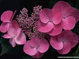 [wallcoo]_hydrangea_picture_DT099