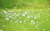 sweet_wildflower_JK018_350A