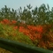 2006秋京石高速旁2