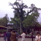 20071003嵩阳书院将军柏