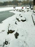 09年2月雪后北大_06