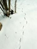 09年2月雪后北大_03
