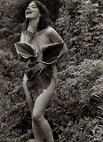 bjork-leaf-1