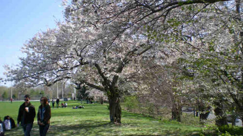 SpringToronto 004