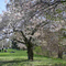 SpringToronto 004