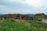 Img257712426