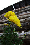 Img257712404