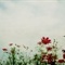小菊