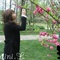 看花`